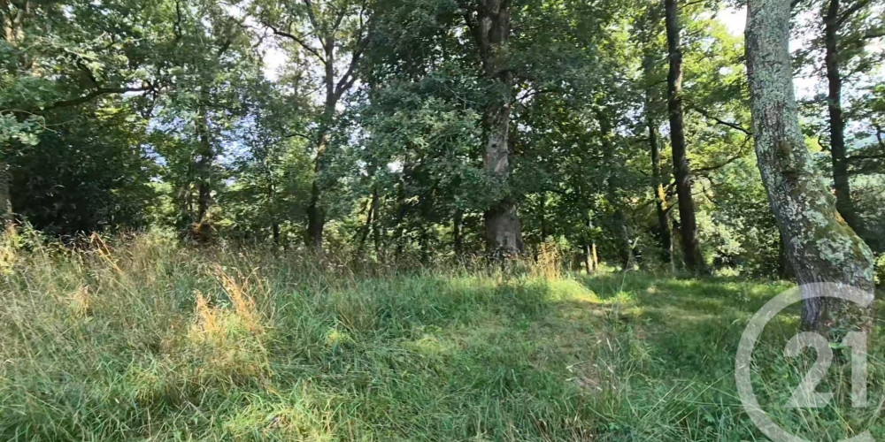 terrain à SALLESPISSE (64300)