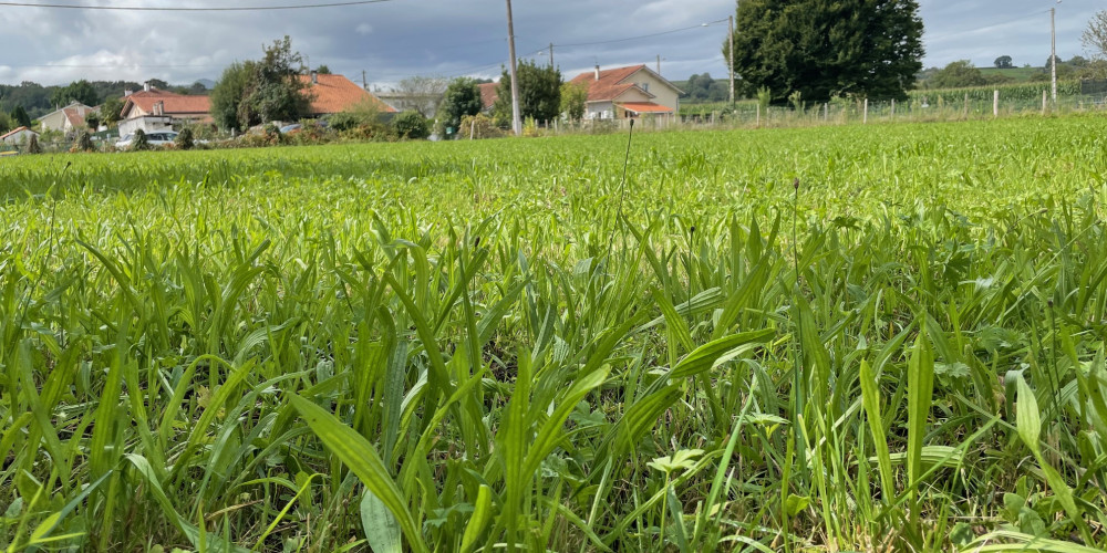 terrain à PONTACQ (64530)